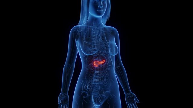 3d rendered medical animation of a healthy woman's pancreas