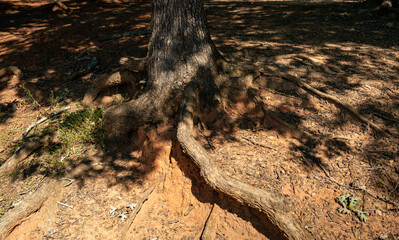 trunk