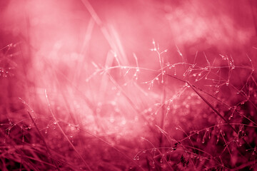 Dry spikelets of grass with dew drops and sun rays toning in Viva Magenta background. Beautiful natural blurry landscape in autumn outdoors.Trendy creative design in color of 2023. High quality photo