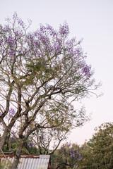 jacaranda tree flowers over rustic tin roof 