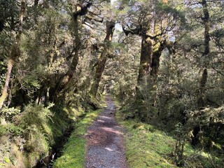 Milford Track, Great Walk, Fiordland, South Island, New Zealand / Aotearoa