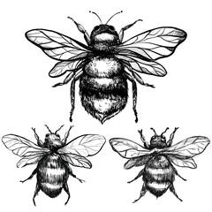 graphic illustration bee, hand draw art black line