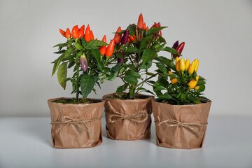 Capsicum Annuum plants. Many potted multicolor Chili Peppers on light grey background