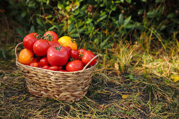 Wicker basket with fresh tomatoes on green grass outdoors. Space for text