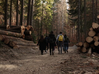 people walking in the forest