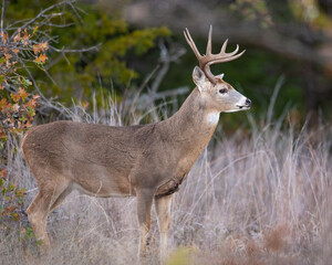 White Tailed Deer Buck