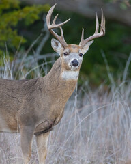 White Tailed Deer Buck