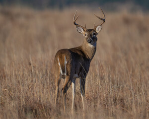 White Tailed Deer Buck