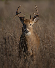 White Tailed Deer Buck