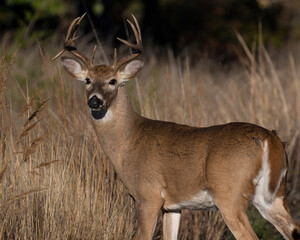 White Tailed Deer Buck