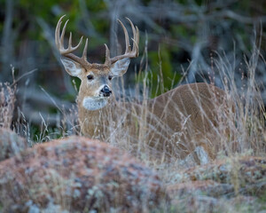 White Tailed Deer Buck