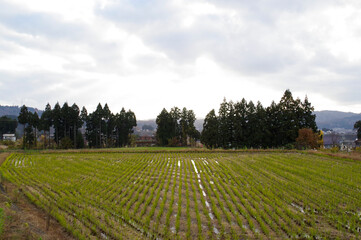 冬を迎える収穫の終わった田圃