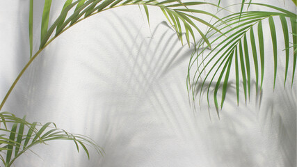 green leaf of palm tree with shadow on white background