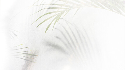 shadow of palm leaves tree on white background