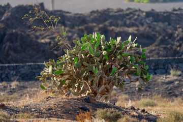 Landscape with cacti of Lanzarote, Canary Islands. Spain.