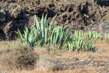 Landscape with cacti (Agave) of Lanzarote, Canary Islands. Spain.