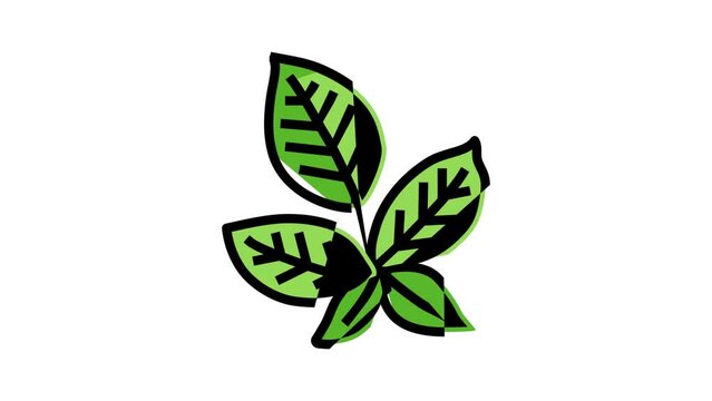 green blackberry leaf color icon animation