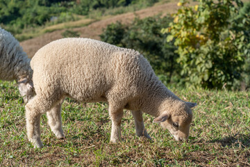 Naklejka na ściany i meble Sheeps on green grass with high mountain view
