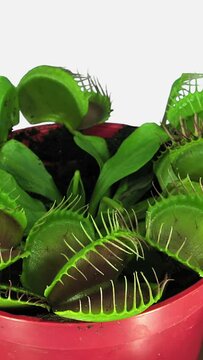 Time lapse of Venus flytrap (Dionaea muscipula) plant catching fly isolated on white background, vertical orientation