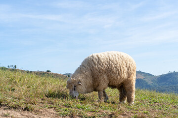 Obraz premium Sheeps on green grass with high mountain view
