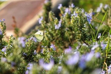 flowers in the garden