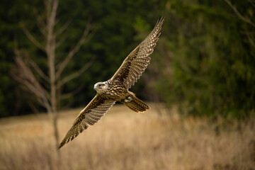 Falcon flying in The Bohemian Moravian Highlands.