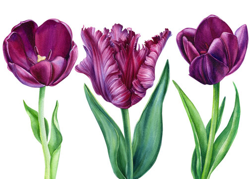 Vintage flowers. Watercolor floral, colorful tulips on isolated white background, watercolor botanical illustration.