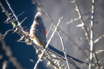 Coliidae Mousebird sitting on tree branch at sunrise.