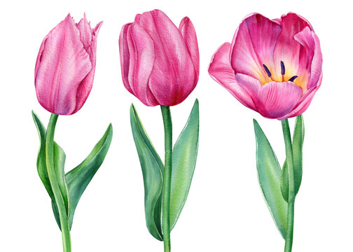 Pink flowers. Watercolor floral, colorful tulips on isolated white background, watercolor botanical illustration.