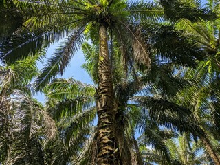 Fototapeta na wymiar old oil palm plantation in south kalimantan