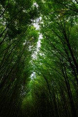 Obraz premium Long trees in a lush forest. Carbon net zero vertical concept photo