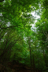Fototapeta na wymiar Forest vertical photo. Green trees in a forest. Carbon net zero concept