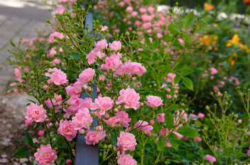 Fototapeta premium small pink roses in the garden, garden design with beautiful flowers