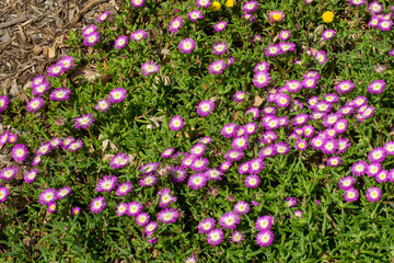 A carpet of purple and white flowers of a 'fig fusion' ice-plant (delosperma)