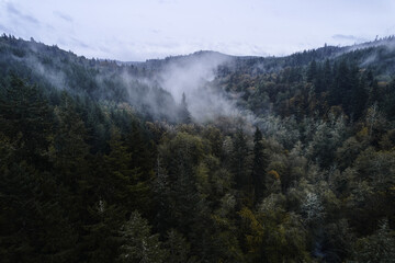 Fog in the Trees