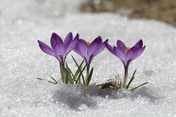 Purple crocus flower blooms against the backdrop of snow on a spring sunny day. Primrose bloomed after winter, template for postcard or cover.