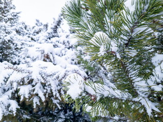 Obraz premium Green fir branches under the snow in the winter park.