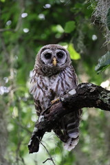 young Barred Owl  at the Circle B Bar Reserve Florida USA
