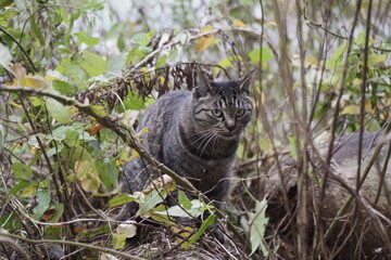 森の中の野良猫