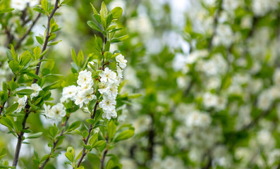 Flowers on the branches of a plum tree in spring.
