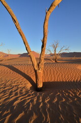 Sunset with Tree on dune in dry pan of Sossusvlei Namib Naukluft National Park
