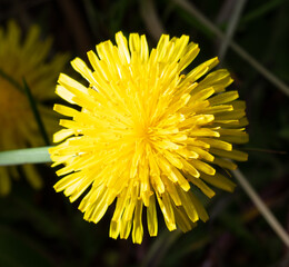 Beautiful yellow dandelion flower in nature.