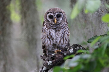 young Barred Owl  at the Circle B Bar Reserve Florida USA