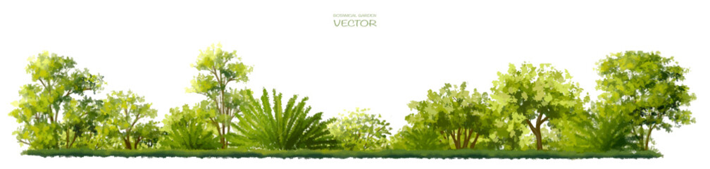 Fototapeta premium Vector watercolor of tree side view isolated on white background for landscape and architecture drawing, elements for environment and garden, painting botanical for section and elevation