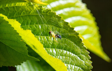 The spider caught the prey in the web in nature.