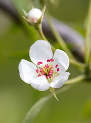 Flowers on the branches of a pear tree in spring.
