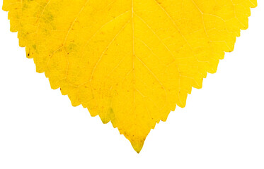 Yellow autumn leaf from a tree isolated on a white background.