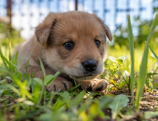 Portrait of a small puppy in the grass