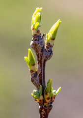 Opening bud with leaves on a pear branch.
