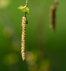 Flowers on birch branches in spring.